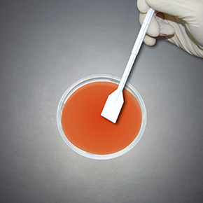 細胞鏟刀,細胞鏟,細胞刮刀和刮棒,Cell Lifters