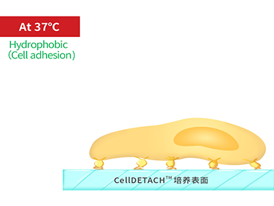 37℃時，溫敏聚合物涂層為高分子卷縮狀態，表現為輕度疏水性，更有利于細胞的貼附