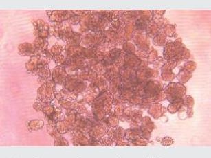 經(jīng)不同細(xì)胞培養(yǎng)測試驗(yàn)證，表面幾乎無細(xì)胞貼壁，可快速實(shí)現(xiàn)可重復(fù)、一致、可靠的細(xì)胞球培養(yǎng)