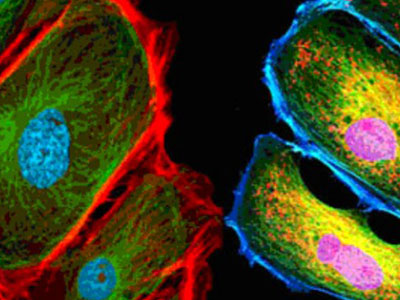 無自發熒光，成像效果佳，可用于熒光顯微實驗、激光共聚焦顯微實驗、熒光原位雜交（FISH）和相差顯微實驗等